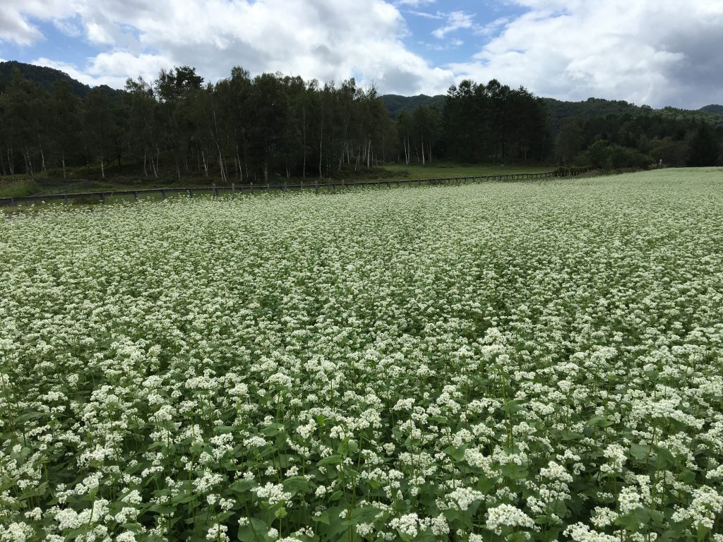 開田高原蕎麦の花