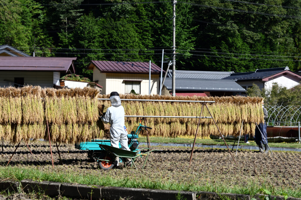 はぜかけ